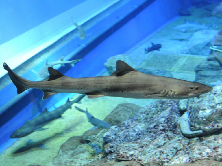 Dochi Shark | Aqua World Ibaraki Prefecture Oarai Aquarium [Official]