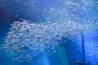 エリア紹介 | アクアワールド茨城県大洗水族館【公式】