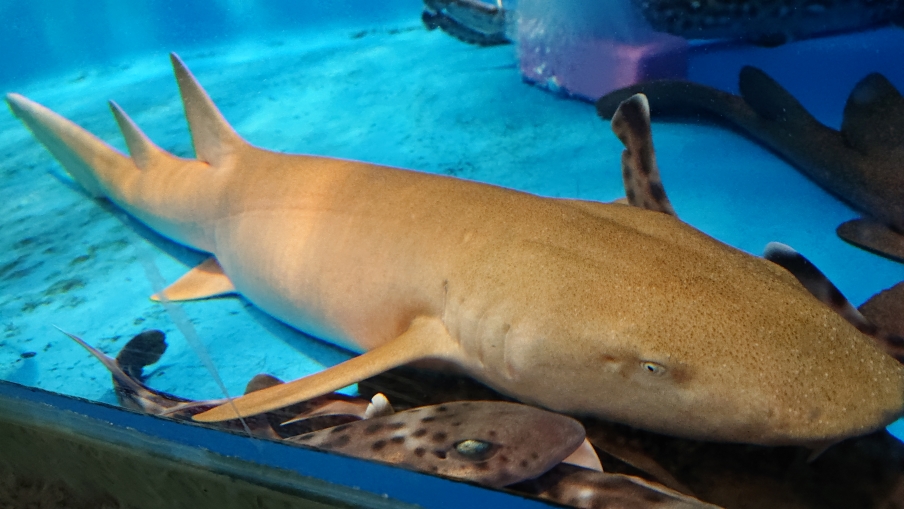 First exhibition at our museum! Giant shark  Aqua World Ibaraki Prefecture  Oarai Aquarium [Official]