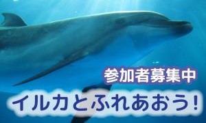 限定イベント！イルカとふれあおう！