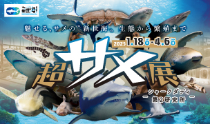 1/18スタート！『～超サメ展～シャークダディ第２研究所』