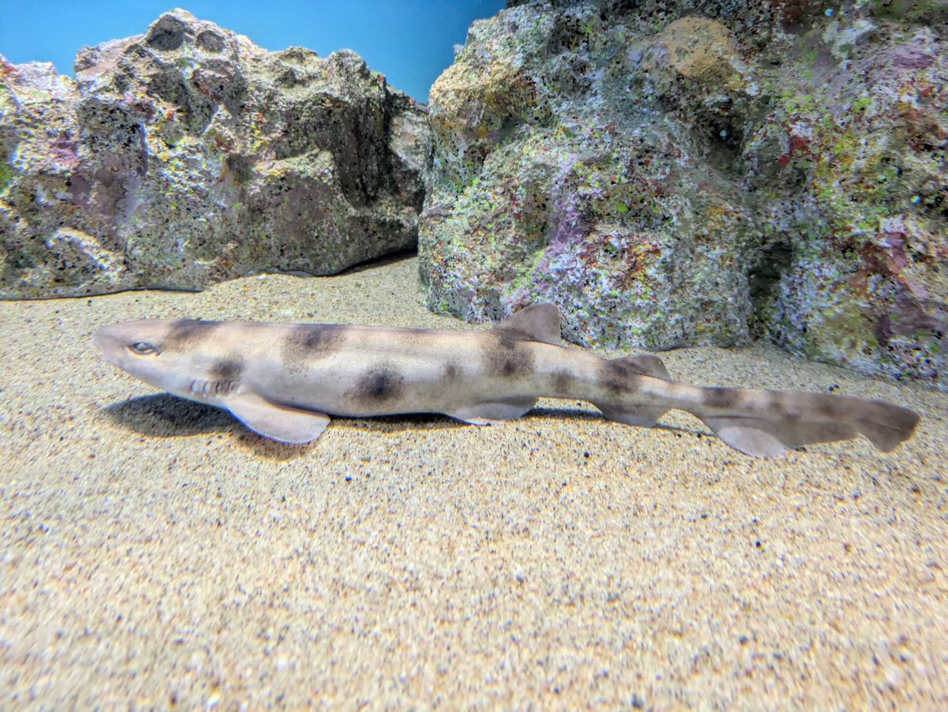サラワクスウェルシャークの外観