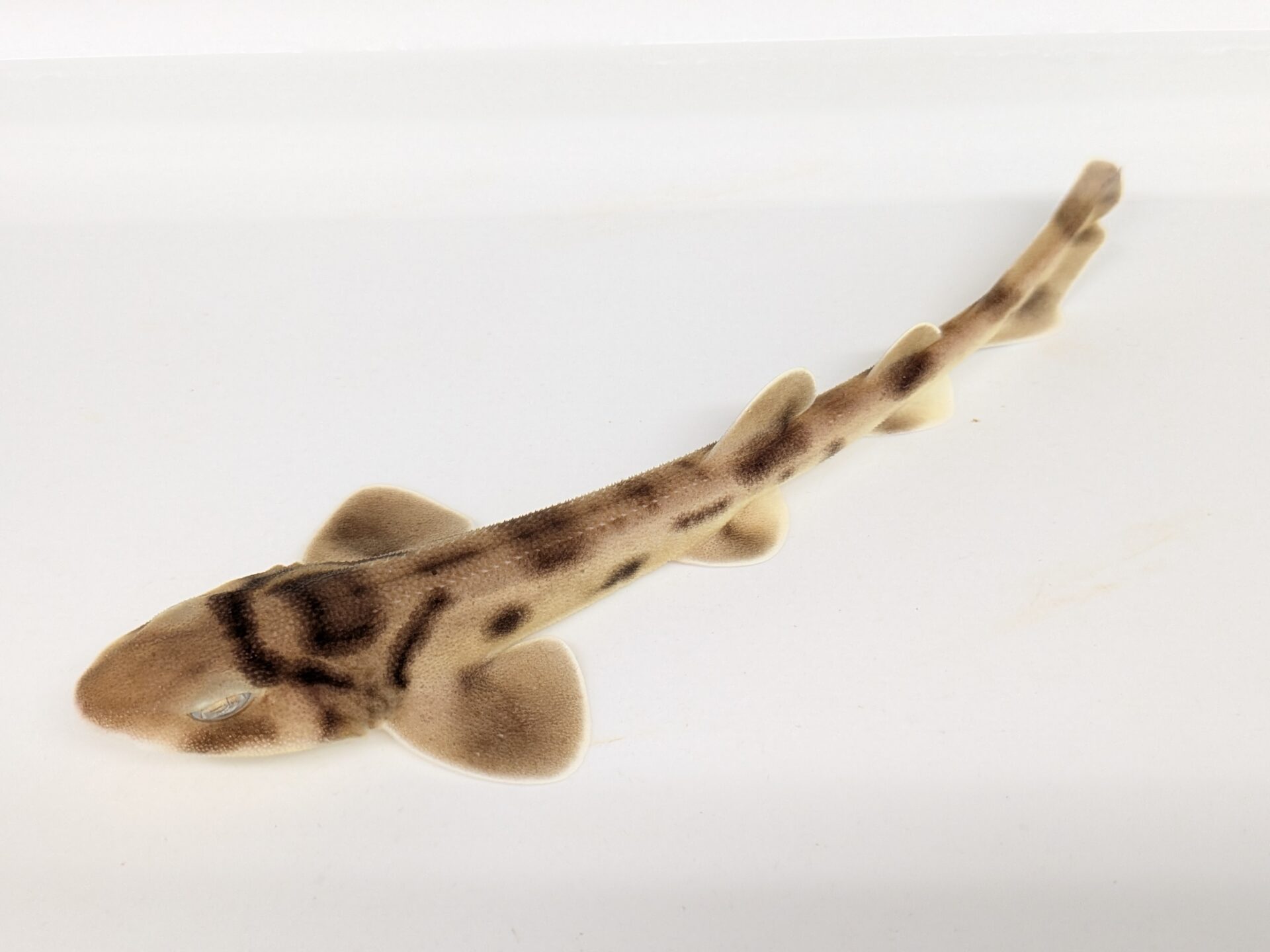 オーストラリアンスウェルシャーク(幼魚)の外観
